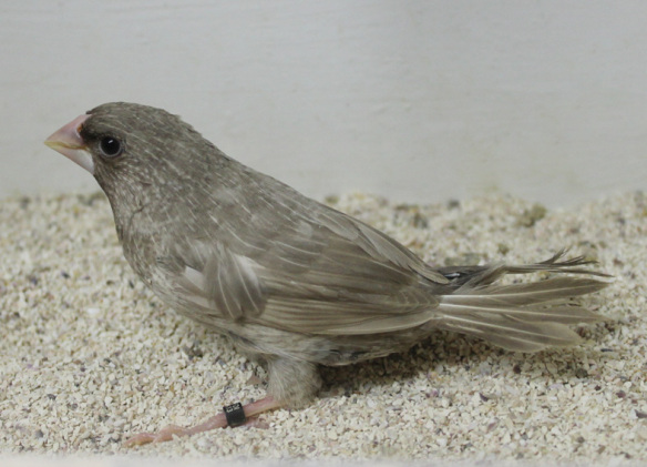 Rosso grigio (maschio)