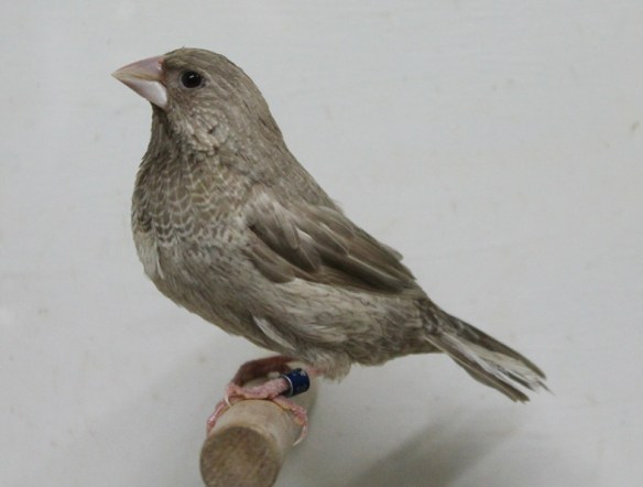 Rosso grigio (maschio)