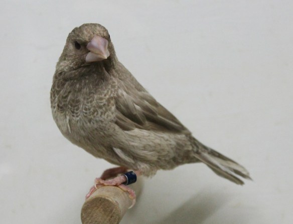 Rosso grigio (maschio)