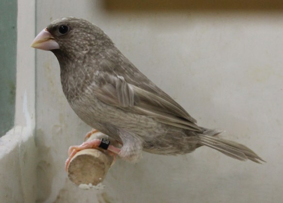 Rosso grigio (maschio)