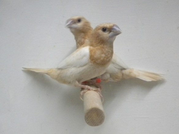 Rosso bruno pastello ali chiare (coppia)