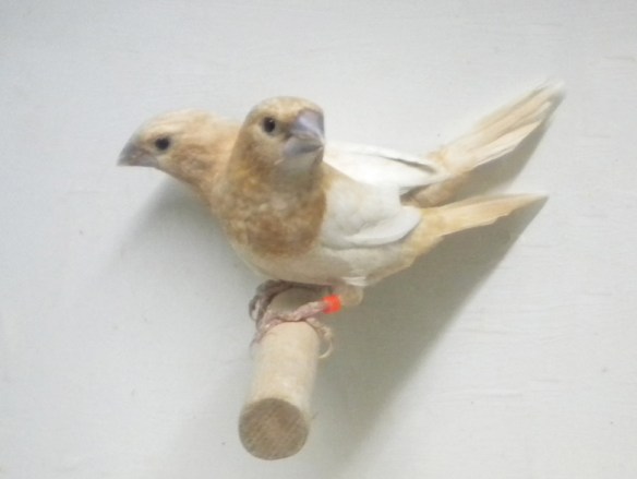 Rosso bruno pastello ali chiare (coppia)