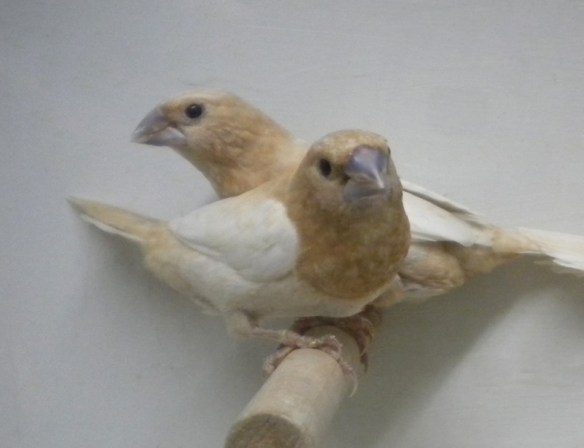 Rosso bruno pastello ali chiare (coppia)