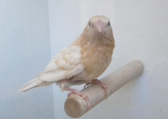 giovane soggetto con troppo carico di feomelanina dal dorso inquinato