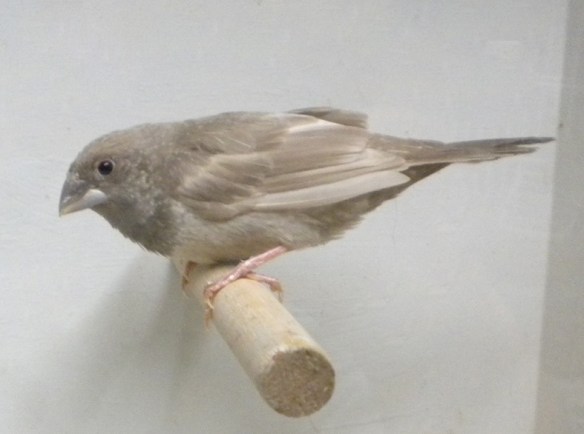 soggetto troppo chiaro e poco ossidato dal disegno ventrale poco evidente