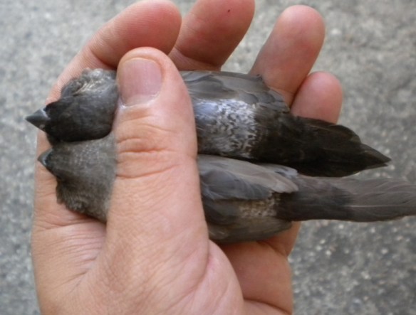 Moka grigio di diversa tonalità