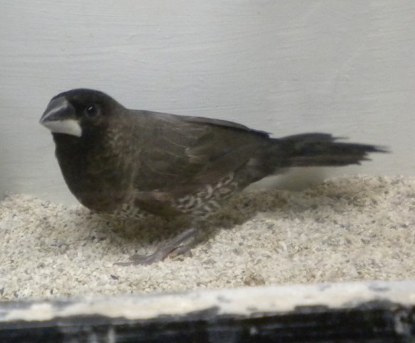 Moka grigio (maschio)