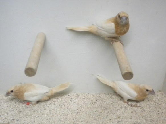 Rosso bruno pastello ali chiare (gruppo di soggetti)