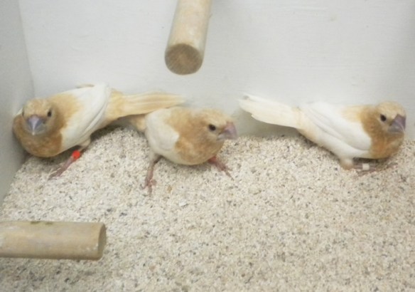 Rosso bruno pastello ali chiare (gruppo di soggetti)