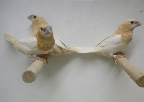 Rosso bruno pastello ali chiare (gruppo di soggetti)