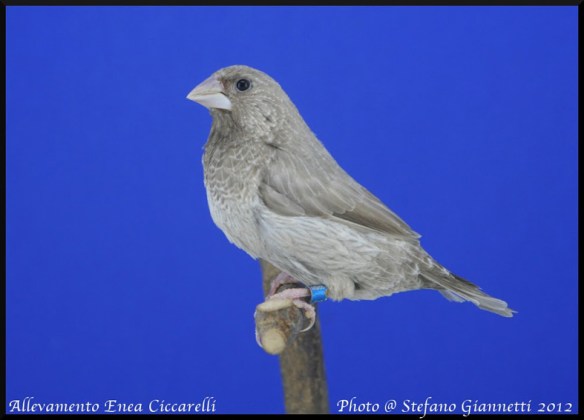 Rosso grigio (femmina)