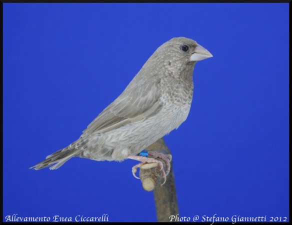 Rosso grigio (femmina)