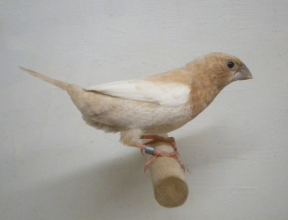 Rosso bruno pastello ali chiare (femmina)