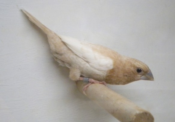 Rosso bruno pastello ali chiare (maschio)