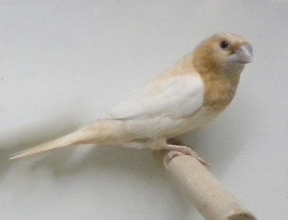 Rosso bruno pastello ali chiare (maschio)