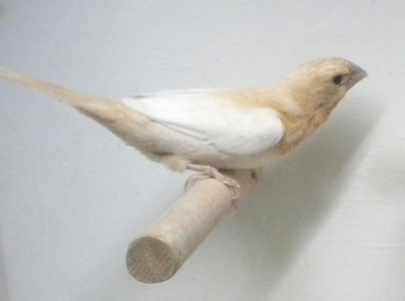 Rosso bruno pastello ali chiare (maschio)