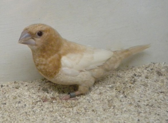 Rosso bruno pastello ali chiare (maschio)