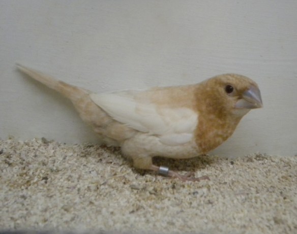 Rosso bruno pastello ali chiare (maschio)