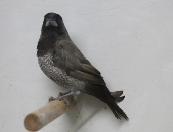 Moka grigio (maschio)