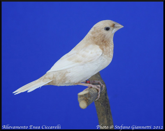 Exotica 2012 (1° class. cat. ali chiare)