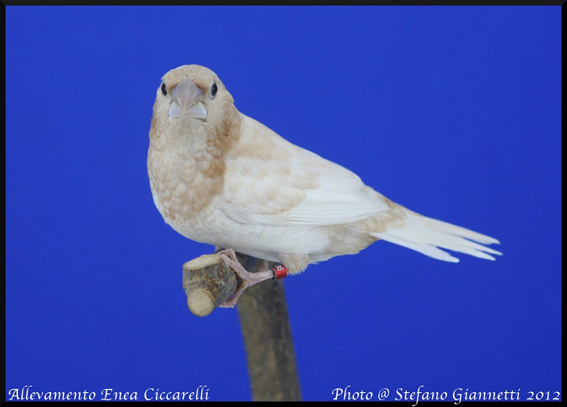 Exotica 2012 (1° class. cat. ali chiare)