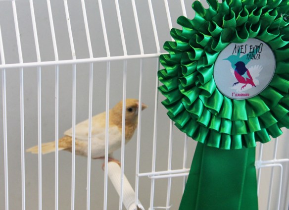 Exotica 2013 (1° clas. cat. pastel ali chiare)