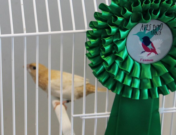 Exotica 2013 (1° clas. cat. pastel ali chiare)