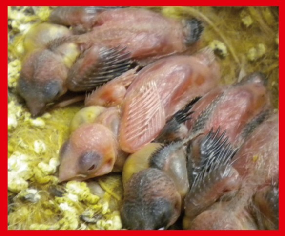 Rosso bruno pastello ali chiare a 7 giorni