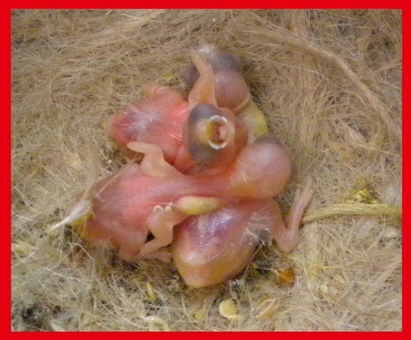 Tre Rosso grigio a 3 giorni