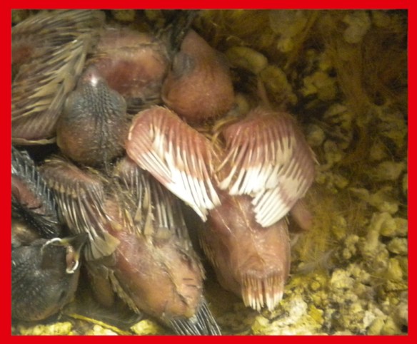 Rosso bruno pastello ali chiare a 10 giorni