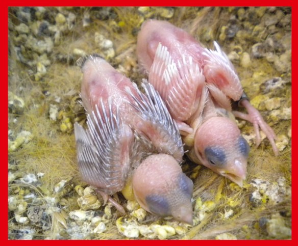 Rosso grigio e bianco a 15 giorni