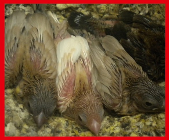 Rosso bruno pastello ali chiare a 15 giorni