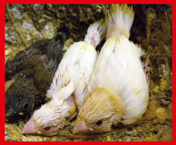 Rosso bruno pastello ali chiare a 25 giorni