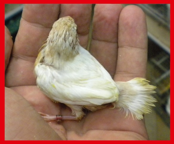 Rosso bruno pastello ali chiare a 25 giorni