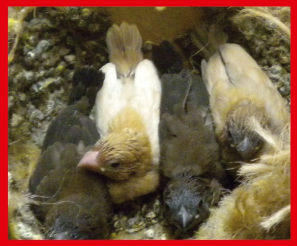 Rosso bruno pastello ali chiare a 25 giorni