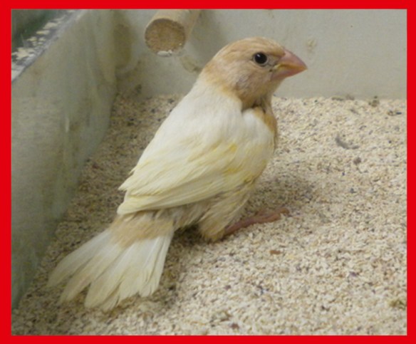 Rosso bruno pastello ali chiare a 30 giorni