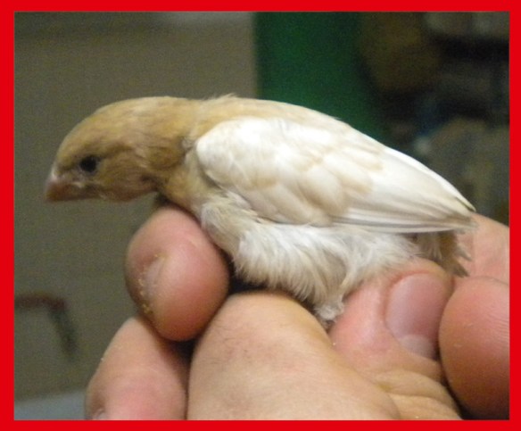 Rosso bruno pastello ali chiare a 30 giorni