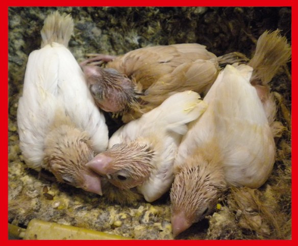 Tre rosso bruno pastello ali chiare a 20 giorni