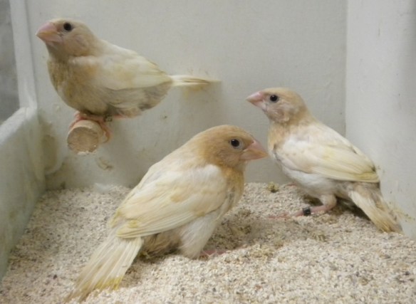 Tre rosso bruno pastello ali chiare a 45 giorni