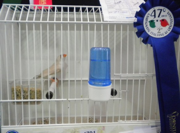 Campionato Italiano Pordenone 2011 (2° class. mascherato femmina)