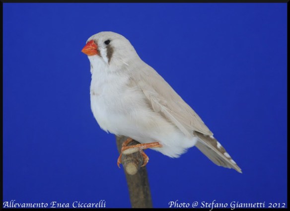 Bruno mascherato occhio rosso (femmina)