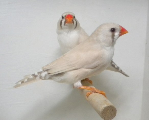 Bruno mascherato occhio rosso (femmine)