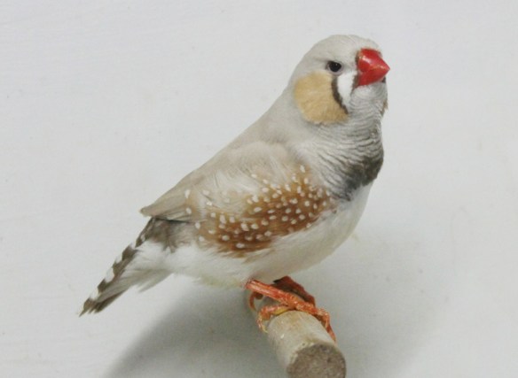 Bruno Mascherato o.r. (maschio)