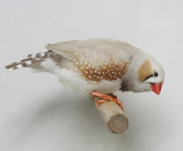 Bruno Mascherato o.r. (maschio)