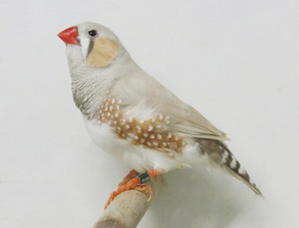 Bruno Mascherato o.r. (maschio)