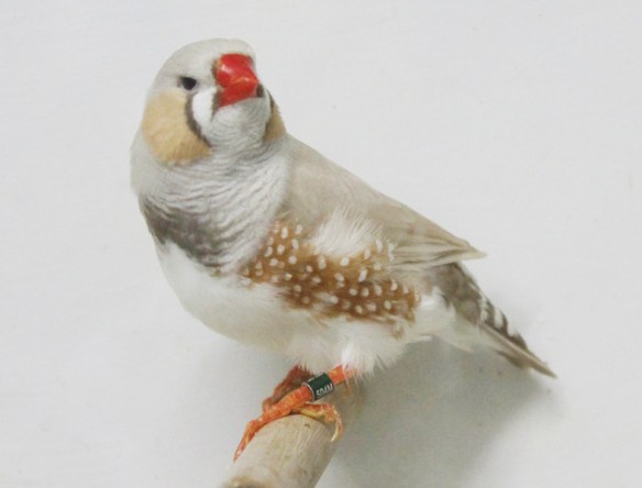 Bruno Mascherato o.r. (maschio)