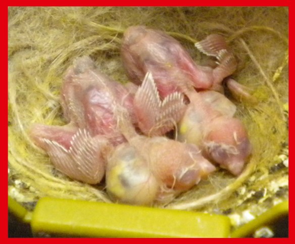 Bruno mascherato o. r. e grigio mascherato o. r. a 5 giorni