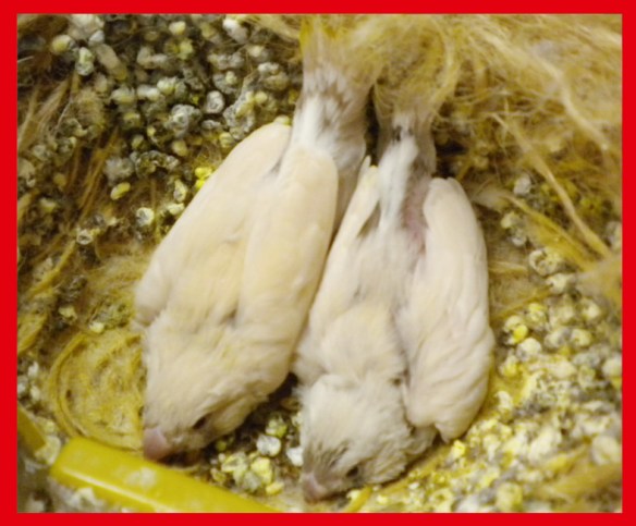 Bruno mascherato o. r. e grigio mascherato o. r. a 25 giorni