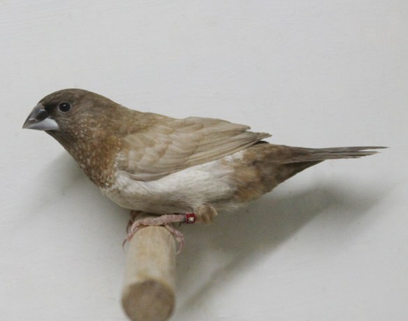 Moka bruno pastello ali chiare non in standard (maschio)