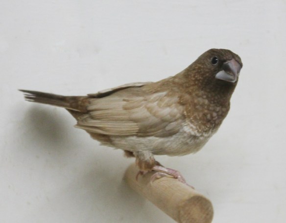 Moka bruno pastello ali chiare non in standard (maschio)